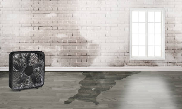Best Water damage contractors near me  in Brazoria, TX